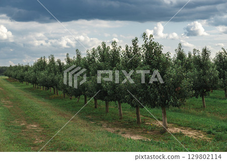 Aerial view of a nursery with young apple trees 129802114