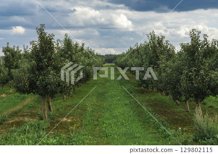 Aerial view of a nursery with young apple trees Aerial view of a nursery with young apple trees 129802115