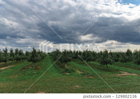 Aerial view of a nursery with young apple trees Aerial view of a nursery with young apple trees 129802116