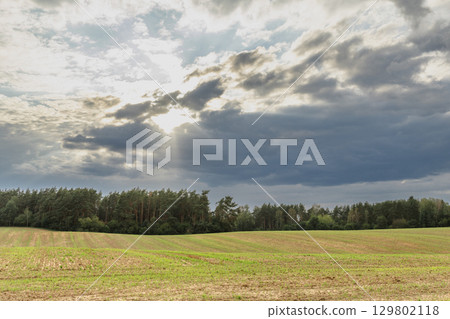 A rolling freshly harvested wheat field 129802118