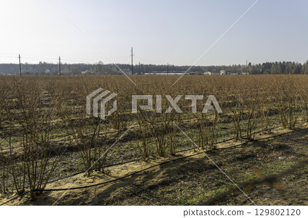 A well-maintained blueberry farm with neat rows of bushes 129802120