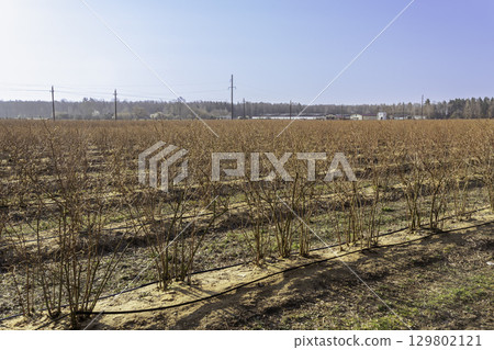 A well-maintained blueberry farm with neat rows of bushes A well-maintained blueberry farm with neat rows of bushes 129802121