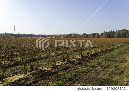A well-maintained blueberry farm with neat rows of bushes 129802122