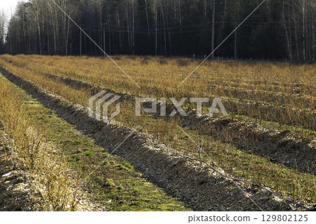 A well-maintained blueberry farm with neat rows of bushes 129802125