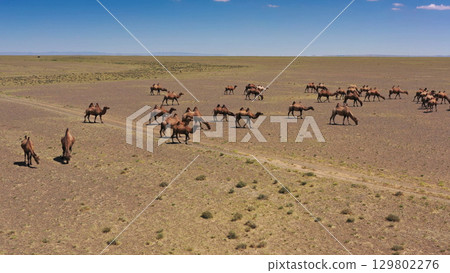 Aerial view of Bactrian camels in Mongolia Aerial view of Bactrian camels in Mongolia 129802276