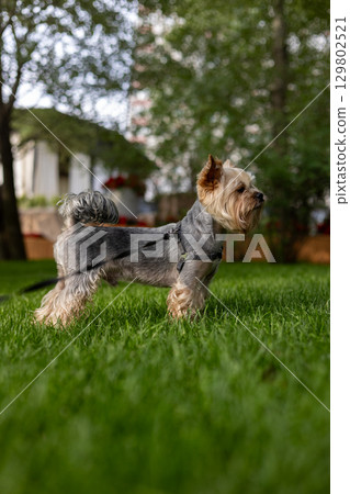 A Yorkshire Terrier enjoying a sunny day outdoors on a vibrant green lawn. A charming Yorkie doggy, lapdog stands on a lush green lawn in a sunny day. The small dog wears a harness and looks alert. 129802521