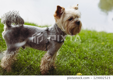 A well-groomed Yorkshire Terrier dog posing on the green grass on a river bank. A charming Yorkie lapdog, doggy stands gracefully in a grassy coast. 129802523