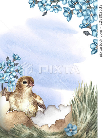 An Easter card. A hatched chicken on the grass surrounded by forget-me-nots. A hand-drawn watercolor illustration. For making greeting cards and invitations for Easter. For packaging, labels, banners. 129802535