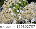 Hydrangea petiolate in the spring garden. 129802757