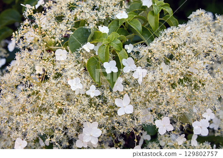 Hydrangea petiolate in the spring garden. 129802757