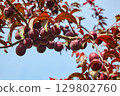 Plum tree with red ripe fruit on blue sky background. 129802760
