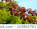 Branch with red ripe plums in sunny green garden. 129802761