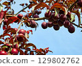 Plum tree with red ripe fruit on blue sky background. 129802762
