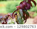 Branch with red ripe plums in sunny green garden. 129802763