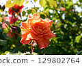 orange rosebud in a brightly lit garden 129802764