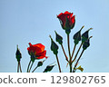 red rose buds against blue sky 129802765