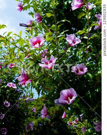 Syrian hibiscus flower (Hibiscus syriacus), also known as Rose of Sharon. Vibrant pink hibiscus flowers blooming on a sunny day in lush garden 129802939