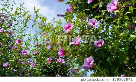 Syrian hibiscus flower (Hibiscus syriacus), also known as Rose of Sharon. Vibrant pink hibiscus flowers against a clear blue sky in full bloom 129802941