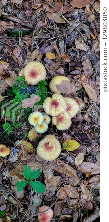 Forest Mushrooms Emerging and Thriving Among Beautiful Fallen Leaves During Autumn 129803050
