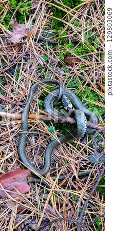 A snake is slithering across the forest floor of a vibrant ecosystem filled with life A snake is slithering across the forest floor of a vibrant ecosystem filled with life 129803069
