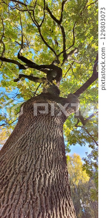 A Majestic Tree Silhouetted Against the Beautiful Sky, Reaching High into the Clouds 129803073
