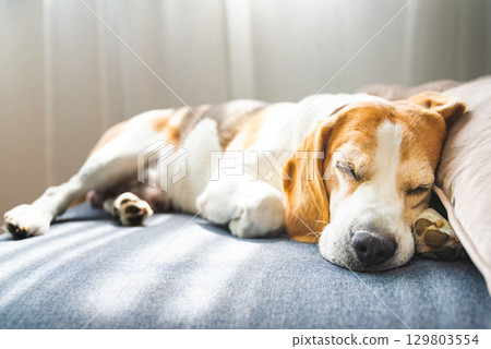 A Beagle dog is peacefully sleeping on a cozy couch 129803554