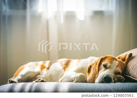 A Beagle dog sleeps on a couch by a window 129803561