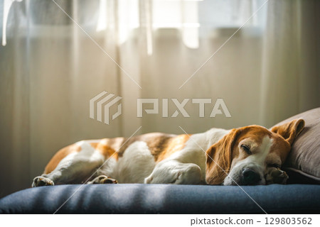 A Beagle dog sleeps on a couch by a window 129803562