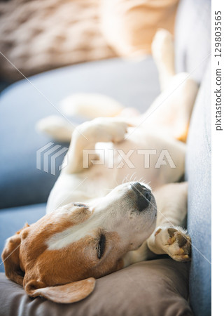 A Beagle dog is comfortably laying on its back on a couch A Beagle dog is comfortably laying on its back on a couch 129803565