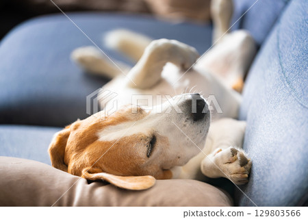 A Beagle dog is laying on a cozy blue couch nearby comfortably laying on its back on a couch 129803566