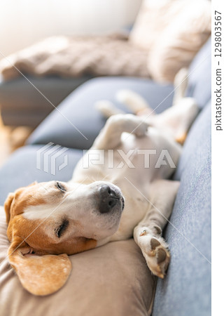 A Beagle dog is peacefully sleeping on a cozy couch 129803567