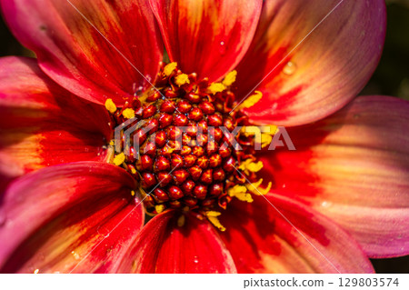 Closeup of a vibrant red and yellow flower with a yellow center Closeup of a vibrant red and yellow flower with a yellow center 129803574
