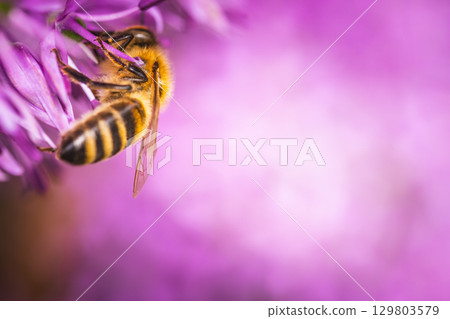 A detailed close up image of a bee resting on a purple flower A detailed close up image of a bee resting on a purple flower 129803579