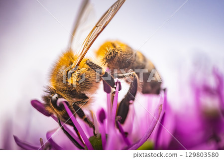 Here we see a closeup image featuring a bee perched on a vibrant purple flower Here we see a closeup image featuring a bee perched on a vibrant purple flower 129803580