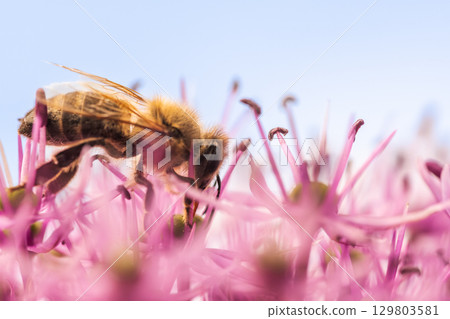 A close up view of a bee resting on a beautiful pink flower A close up view of a bee resting on a beautiful pink flower 129803581