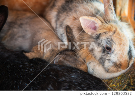 Three Rabbits inside bunny hutch resting Three Rabbits inside bunny hutch resting 129803582