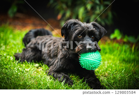 Portrait of a cute young black yorkie dog on a meadow in summer Portrait of a cute young black yorkie dog on a meadow in summer 129803584