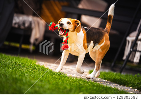 Beagle dog, walks on the grass, playing fetch 129803588
