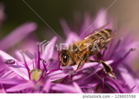 Close up of European honey bee on violet Allium flower 129803598