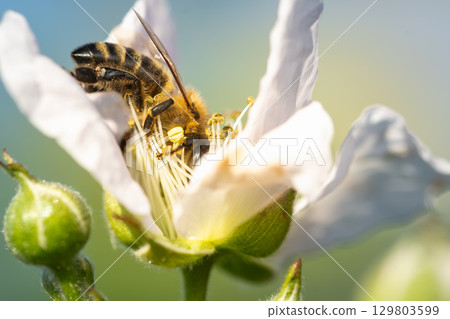 European honey bee on white flower of Blackberry bush European honey bee on white flower of Blackberry bush 129803599