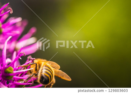 Close up of European honey bee on violet Allium flower 129803603