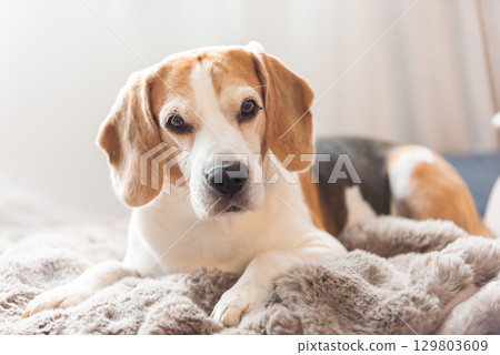 A Beagle dog is comfortably laying down on a bed 129803609