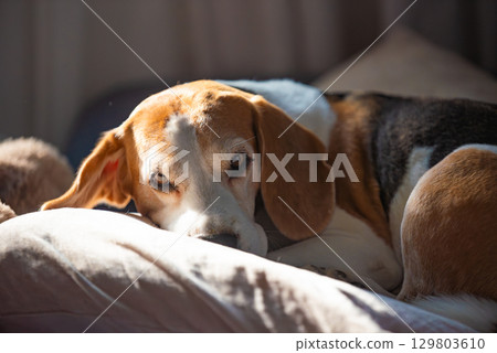 A Beagle dog is comfortably laying down on a bed A Beagle dog is comfortably laying down on a bed 129803610