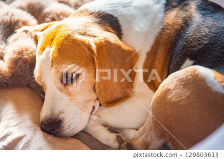 A Beagle dog is comfortably laying down on a bed A Beagle dog is comfortably laying down on a bed 129803613