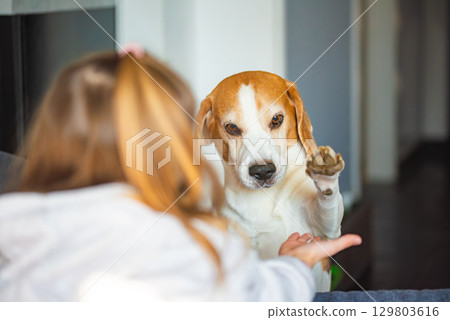 A Beagle dog gives a paw to girls hand, close-up A Beagle dog gives a paw to girls hand, close-up 129803616