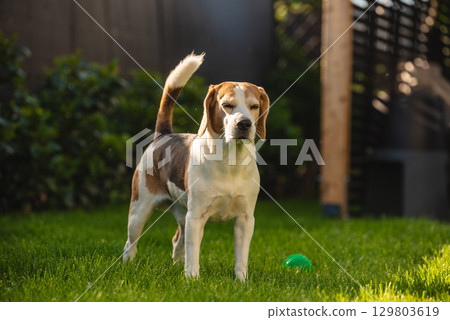 A Playful Beagle Enjoying Its Time in a Bright and Sunny Backyard Filled with A Playful Beagle Enjoying Its Time in a Bright and Sunny Backyard Filled with 129803619