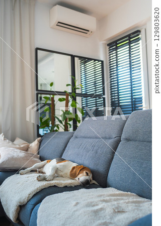 A Cozy Living Room with a Relaxed and Happy Dog Comfortably Resting on the Couch A Cozy Living Room with a Relaxed and Happy Dog Comfortably Resting on the Couch 129803620