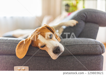 A Relaxed Beagle Dog Comfortably Lounging on a Couch in a Bright and Inviting Living Room A Relaxed Beagle Dog Comfortably Lounging on a Couch in a Bright and Inviting Living Room 129803621