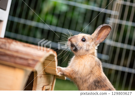 A Curious Rabbit Engaging in Exploration and Discovery Within Its Natural Habitat 129803627