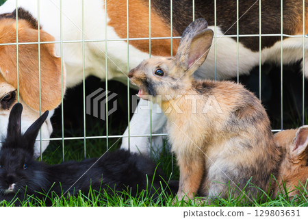 Three rabbits in pet fence and Beagle dog in background Three rabbits in pet fence and Beagle dog in background 129803631